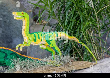 Singapore Apr 10th 2022: The LEGO made dinosaur Compsognathus in Singapore Zoo. A genus of small, bipedal, carnivorous theropod dinosaur, Stock Photo