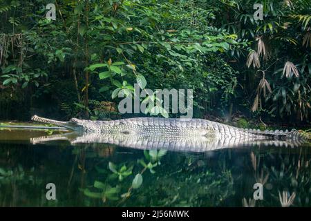 The gharial (Gavialis gangeticus) rests in the pond. It is a crocodilian in the family Gavialidae, native to sandy freshwater river banks