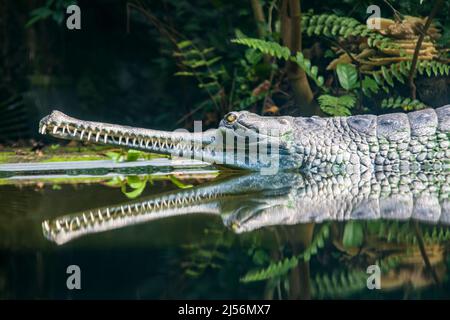 The gharial (Gavialis gangeticus) rests in the pond. It is a crocodilian in the family Gavialidae, native to sandy freshwater river banks