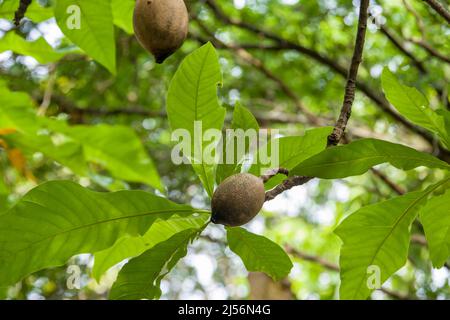 the fruit of Genipa americana, it is a species of trees in the family Rubiaceae. It is native to the tropical forests of North and South America, Stock Photo