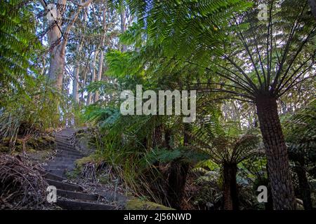 Steps through the forest on the climb to the Strzelecki Peaks on Flinders Island Stock Photo