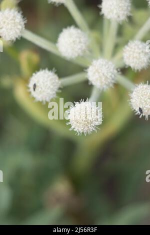 White flowering compound cymose umbel inflorescence of Angelica Capitellata, Apiaceae, native perennial herb in the San Bernardino Mountains, Summer. Stock Photo