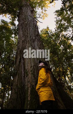 A young woman in a yellow raincoat is looking up at the big and tall poplar tree. Stock Photo