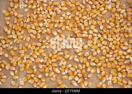 Raw dry popcorn grains texture with hessian background Stock Photo