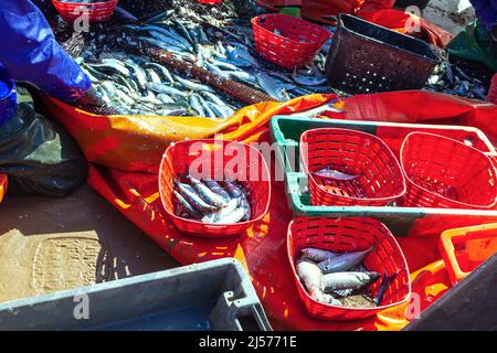 Fresh caught fish in baskets . Atlantic sardines industry Stock Photo