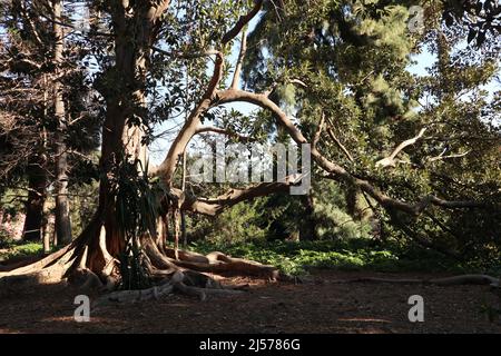 Napoli - Albero di Ficus Magnolioide nel Real Orto Botanico Stock Photo