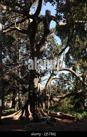 Napoli - Albero di Ficus Magnolioide nell'Orto Botanico Stock Photo