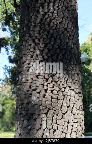 Napoli - Corteccia di Diospyros Virginiana nell'Orto Botanico Stock Photo