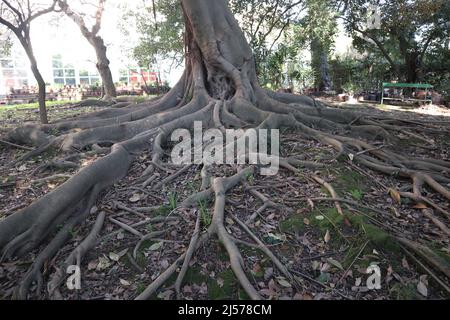 Napoli - Particolare delle radici di Ficus Magnolioide nell'Orto Botanico Stock Photo