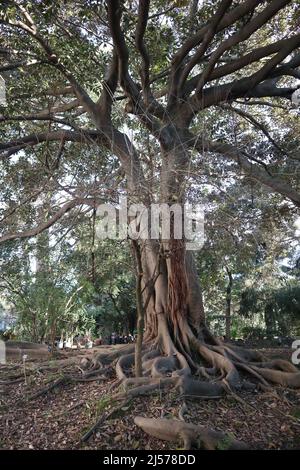 Napoli - Pianta di Ficus Magnolioide nell'Orto Botanico Stock Photo