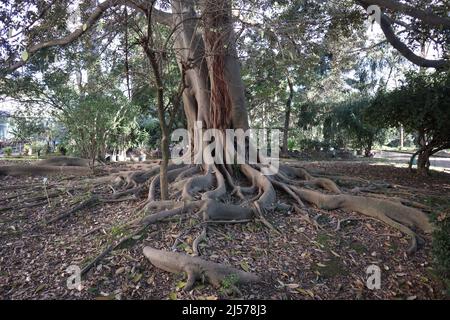 Napoli - Radici di Ficus Magnolioide nell'Orto Botanico Stock Photo