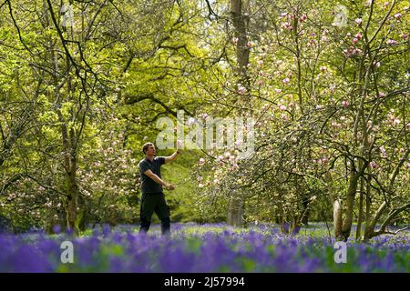 Gardener Alex Thompson looks at flowers at the National Trust owned Winkworth Arboretum in Surrey ahead of Blossom watch day on April 23. Picture date: Wednesday April 20, 2022. Stock Photo