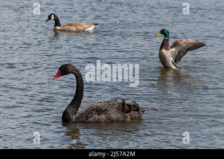 Black swan (Cygnus atratus), Canada goose (Branta canadensis) and mallard duck (Anas platyrhynchos) on Petersfield Heath Pond, Hampshire, UK Stock Photo