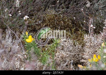 Sand lizard (Lacerta agilis), a colourful male animal basking in heathland habitat in Surrey, England, UK Stock Photo