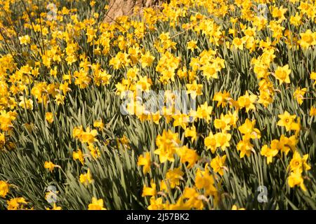 A field of daffodils in the spring sunshine Stock Photo