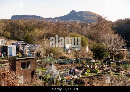 A view of allotment gardens in the Morninside area of Edinburgh with Arthur's Seat in the background Stock Photo