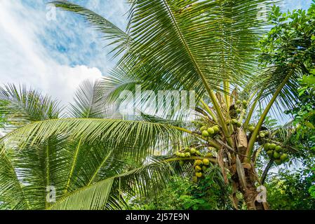 Coconut tree with many coconut fruits, Zanzibar, Tanzania Stock Photo