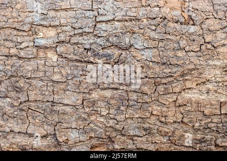 Seamless brown surface of rough tree bark for background Stock Photo
