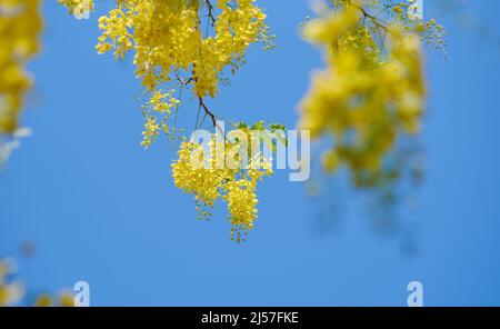 The golden shower flowers with blue sky Stock Photo