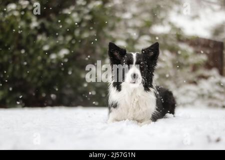 Portrait of Sweet Border Collie Lying Down in Snow during Winter Day. Adorable Black and White Dog in Cold Weather during Snowfall. Stock Photo