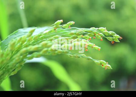 Closeup of Millet Plants with Tiny Flowers Growing in he Sunlight Stock Photo