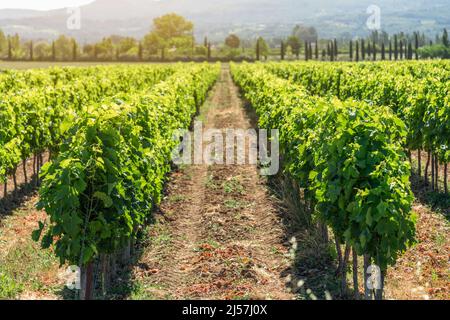 Young shoots of vines on small newly planted juicy green grape bushes On gravel Provencal soil against background of cypresses, forest. Provence Stock Photo