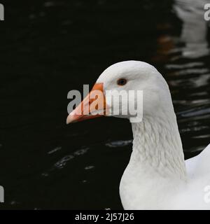 Close up shot of the head of a white goose, with an orange bill, as it sits in the water Stock Photo