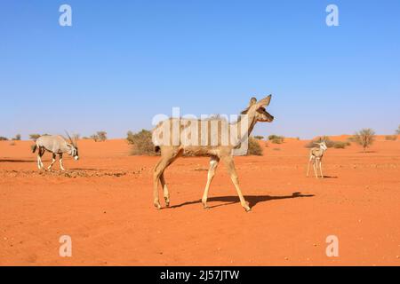 A young kudu (Tragelaphus strepsiceros), oryx (Oryx gazella) and springbok antelope (antidorcas marsupialis) in the Kalahari Desert, Namibia Stock Photo