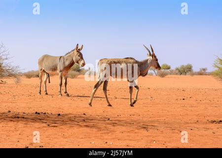 A male mule and a common eland (Taurotragus oryx) walking across the red sand dunes of the Kalahari Desert, Namibia, Southwest Africa Stock Photo