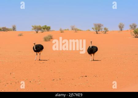 Two ostriches (Struthio camelus) walking across the red sand dunes of the Kalahari Desert, Hardap Region, Namibia, Southwest Africa Stock Photo