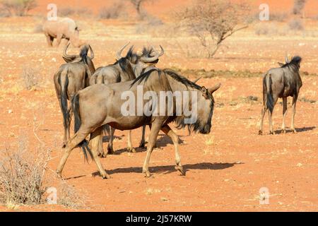 Blue wildebeest (Connochaetes taurinus), Kalahari Desert, Namibia, Africa. Also known as white-bearded wildebeest, white-bearded gnu or brindled gnu Stock Photo