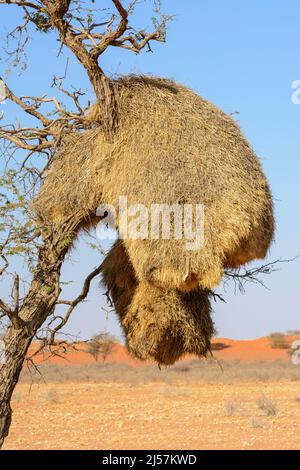 A giant bird nest constructed by Sociable Weaver birds (Philetairus socius) hangs in a tree, Kalahari Desert, Hardap Region, Namibia, Southern Africa Stock Photo