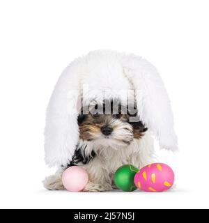 Adorable Biewer Yorkshire Terrier dog puppy, sitting inbetween colored easter eggs wearing bunny ear hat. Looking towards camera. Isolated on a white Stock Photo