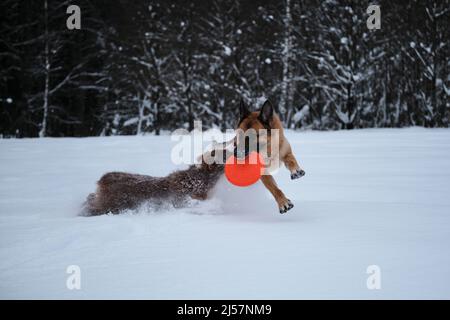 German Shepherd running through snow against winter forest with flying saucer in teeth and Australian Shepherd puppy is also trying to catch up with. Stock Photo