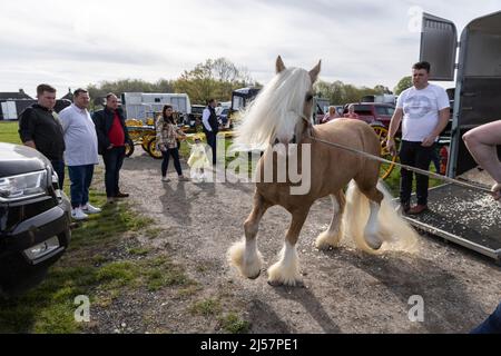 London Harness Horse Parade, South of England Centre, Ardingly West Sussex, UK Stock Photo