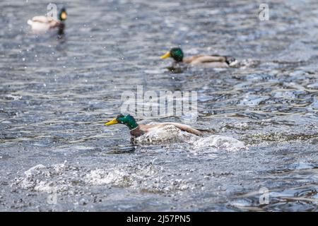 Competition and territorial fight of ducks drake in a lake with ...