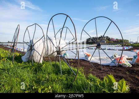 Tarleton, Lancashire, UK Weather. 21 April 2022. Recently planted vegetable crops have been covered with white agricultural fleece to protect them against a spring cold snap. Credit: MediaWorldImages/AlamyLiveNews Stock Photo