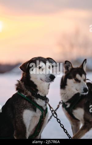Portrait of two gray dogs in ammunition. The Northern sled dog breed Alaskan Husky is chained to steak out in snow in winter before start of race. Spo Stock Photo
