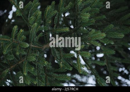 Spruce branches close-up. Minimalistic background with evergreens. Needles on the branches of spruce or pine. Stock Photo