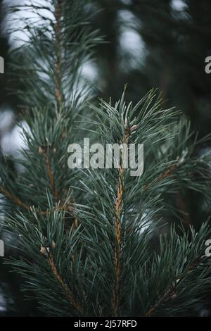 Spruce branches close-up. Minimalistic vertical background with evergreens. Needles on the branches of spruce or pine in the forest. Stock Photo