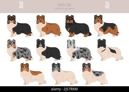 Sheltie, Shetland sheepdog clipart. Different poses, coat colors set ...