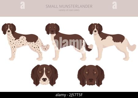 Small Munsterlander coat colors, different poses clipart. Vector ...