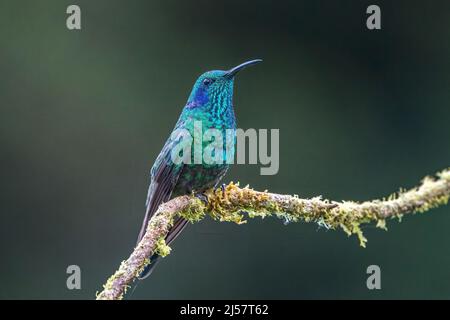 lesser violetear hummingbird, Colibri cyanotus, single adult male in breeding plumage perched on twig, Costa Rica Stock Photo