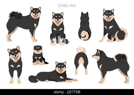 Tri shiba hot sale inu