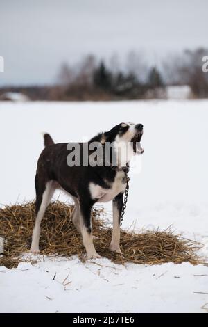 The northern sled dog breed is Alaskan Husky strong energetic and hardy. Black and white dog stands and barks in winter in snow on chain before starti Stock Photo