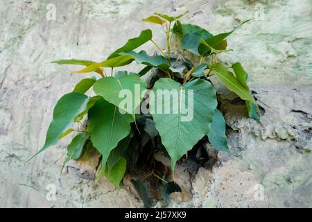 A sacred fig (Ficus religiosa) emerging from a wall. It is also known as the bodhi tree, pippala tree, peepul tree, peepal tree, pipal tree, or ashvat Stock Photo