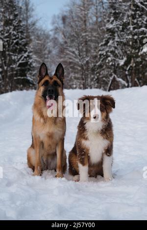 Portrait of Australian Shepherd puppy in snow next to German Shepherd on winter forest road. Mans best friends. Two purebred dogs. Aussie red tricolor Stock Photo