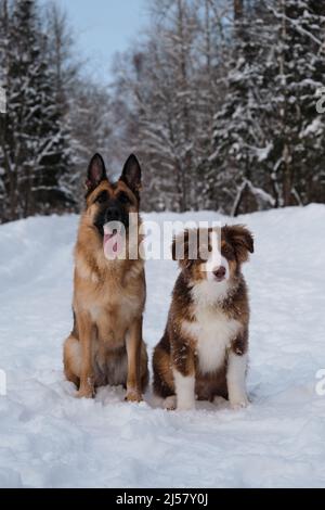 Portrait of Australian Shepherd puppy in snow next to German Shepherd on winter forest road. Mans best friends. Two purebred dogs. Aussie red tricolor Stock Photo