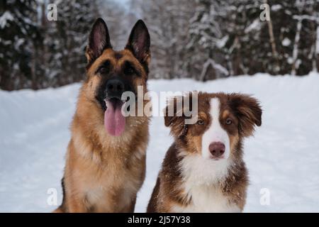 Portrait of Australian Shepherd puppy in snow next to German Shepherd on winter forest road. Mans best friends. Two purebred dogs. Aussie red tricolor Stock Photo
