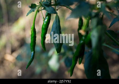 A close up shot of green chillies hanging with blurred background. Chili spur pepper Stock Photo